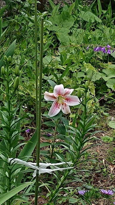 ���N���͎O���̓��I