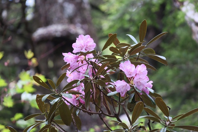 ���N���͎O���̓��I