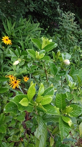 ���N���͎O���̓��I