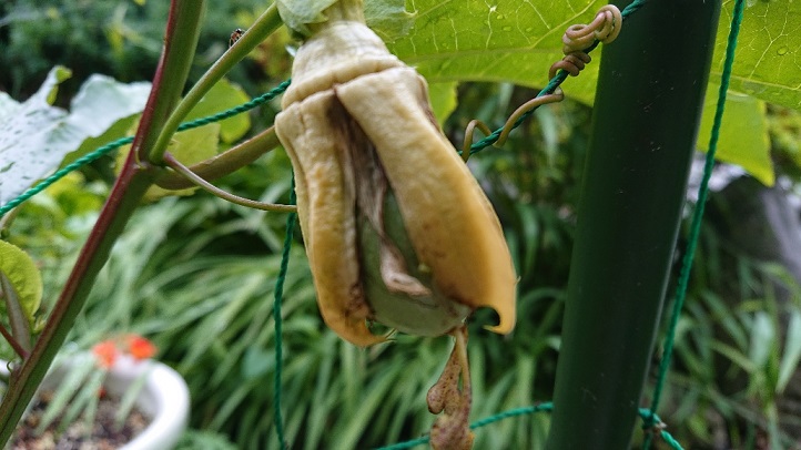 ���N���͎O���̓��I