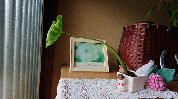 ���N���͎O���̓��I