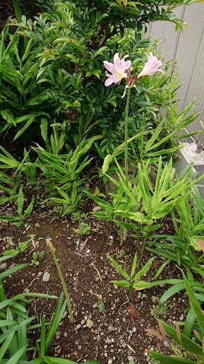 ���N���͎O���̓��I