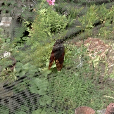 ���N���͎O���̓��I