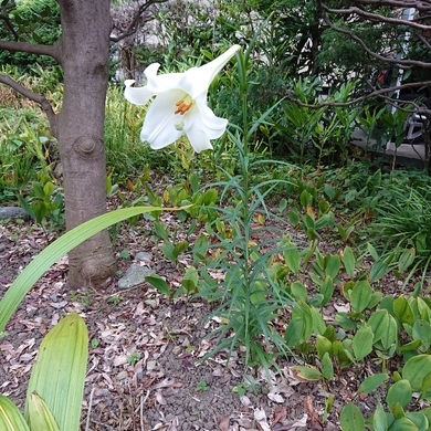 ���N���͎O���̓��I