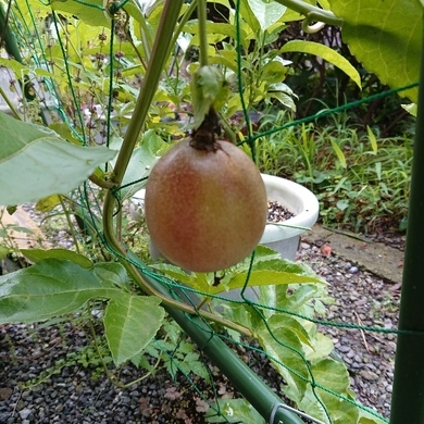 ���N���͎O���̓��I