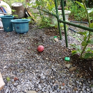 ���N���͎O���̓��I