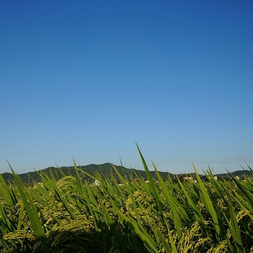 ���N���͎O���̓��I