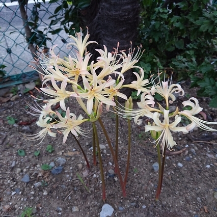 ���N���͎O���̓��I