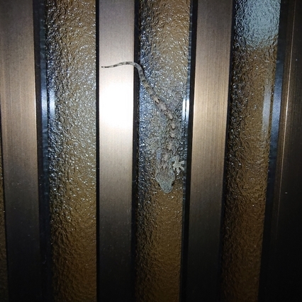 ���N���͎O���̓��I