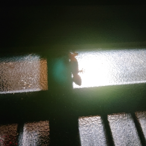 ���N���͎O���̓��I