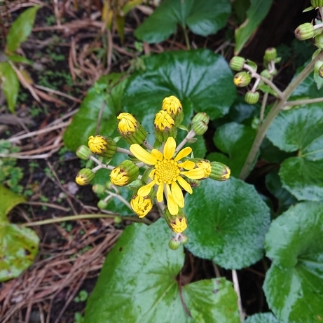 ���N���͎O���̓��I