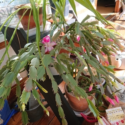 ���N���͎O���̓��I