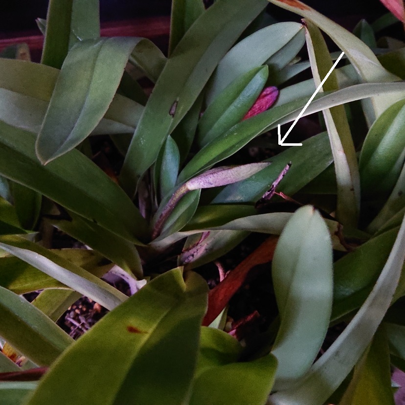 ���N���͎O���̓��I