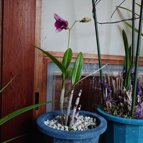 ���N���͎O���̓��I