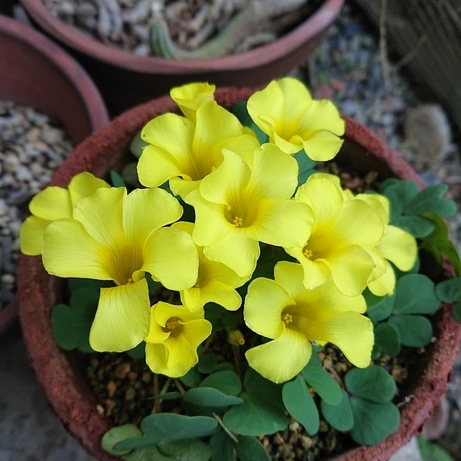 ���N���͎O���̓��I