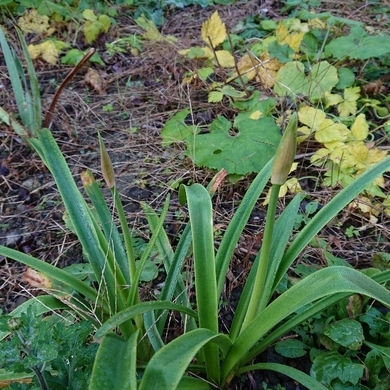 ���N���͎O���̓��I