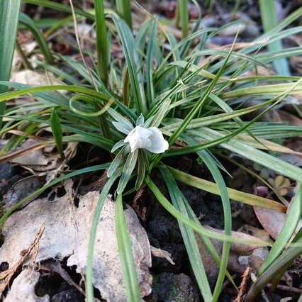 ���N���͎O���̓��I