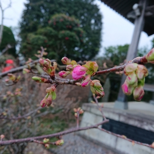 ���N���͎O���̓��I