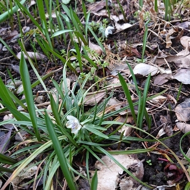 ���N���͎O���̓��I