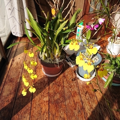 ���N���͎O���̓��I