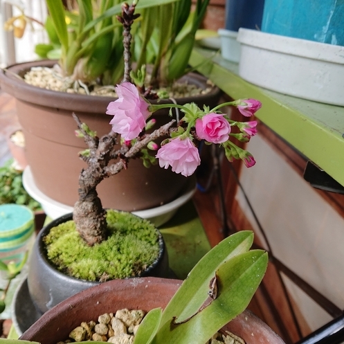 ���N���͎O���̓��I