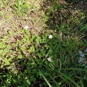 ���N���͎O���̓��I