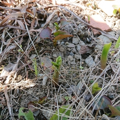 ���N���͎O���̓��I