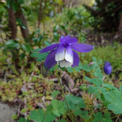 ���N���͎O���̓��I