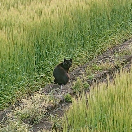 ���N���͎O���̓��I