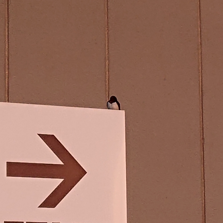 ���N���͎O���̓��I