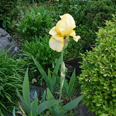 ���N���͎O���̓��I