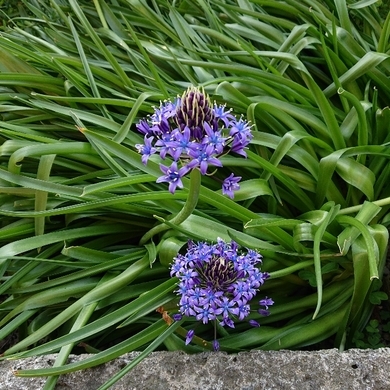 ���N���͎O���̓��I