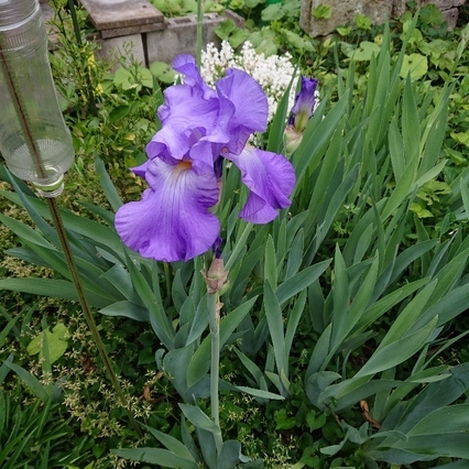 ���N���͎O���̓��I