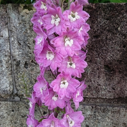 ���N���͎O���̓��I