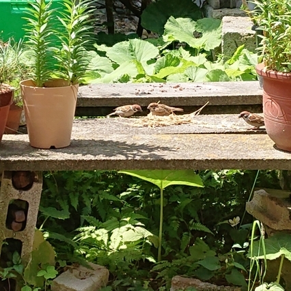 ���N���͎O���̓��I