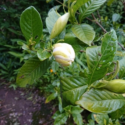 ���N���͎O���̓��I