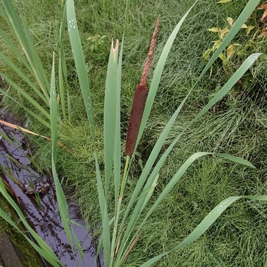 ���N���͎O���̓��I