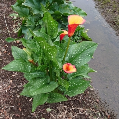 ���N���͎O���̓��I