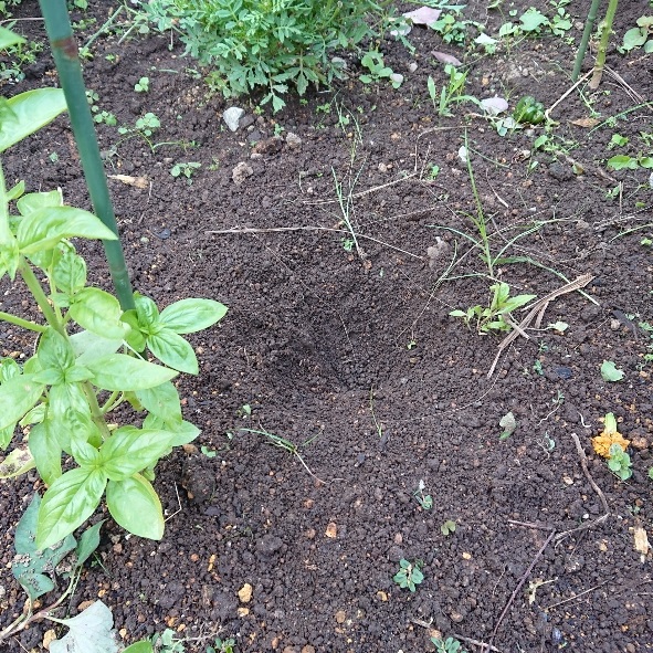 ���N���͎O���̓��I