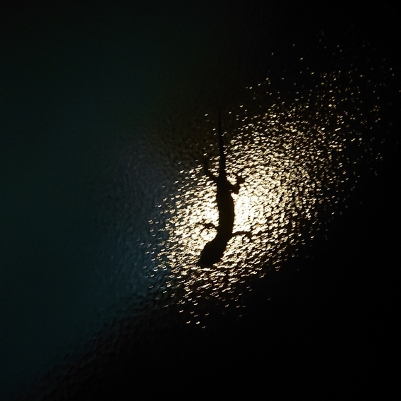 ���N���͎O���̓��I