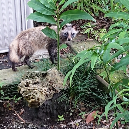 ���N���͎O���̓��I