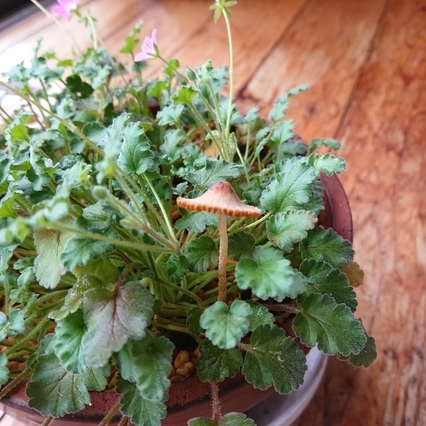 ���N���͎O���̓��I