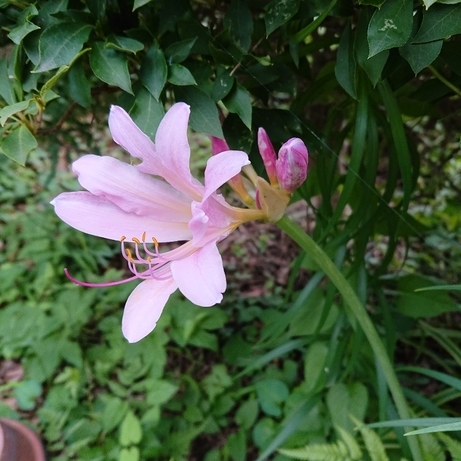 ���N���͎O���̓��I