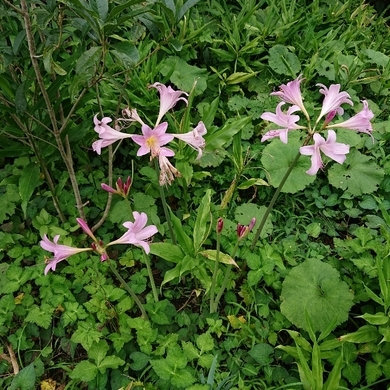 ���N���͎O���̓��I