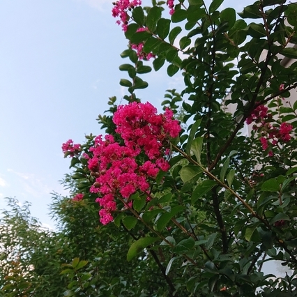 ���N���͎O���̓��I