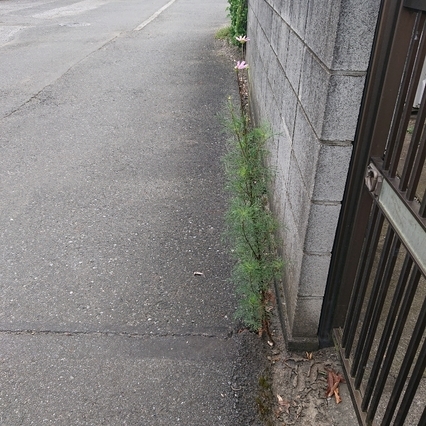 ���N���͎O���̓��I