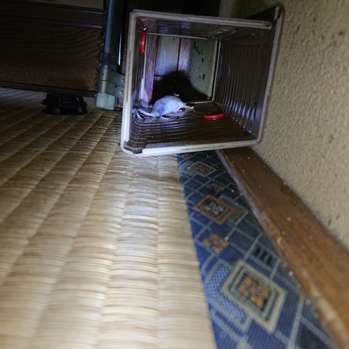 ���N���͎O���̓��I