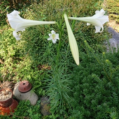 ���N���͎O���̓��I