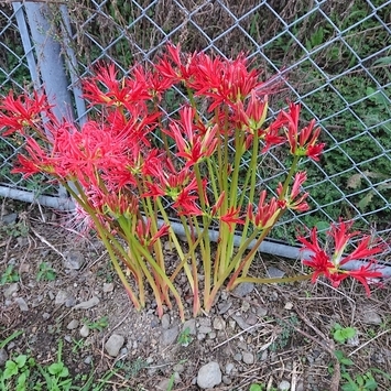 ���N���͎O���̓��I