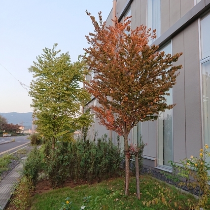 ���N���͎O���̓��I